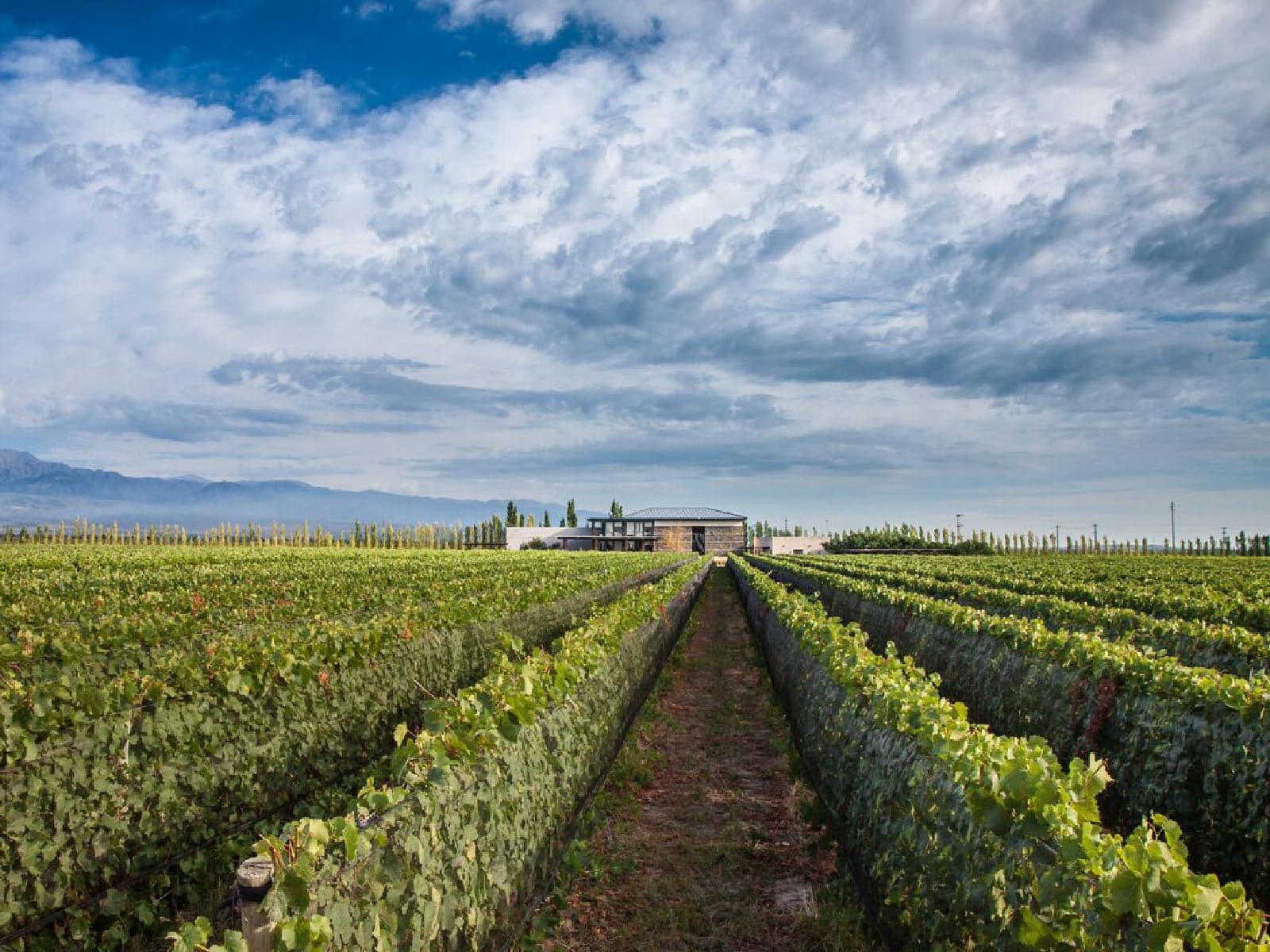Bodega Caelum