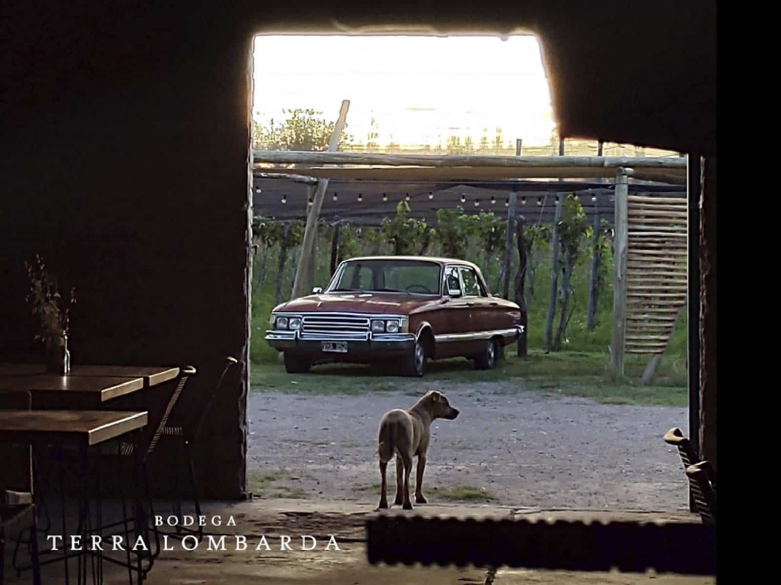 Bodega Terra Lombarda