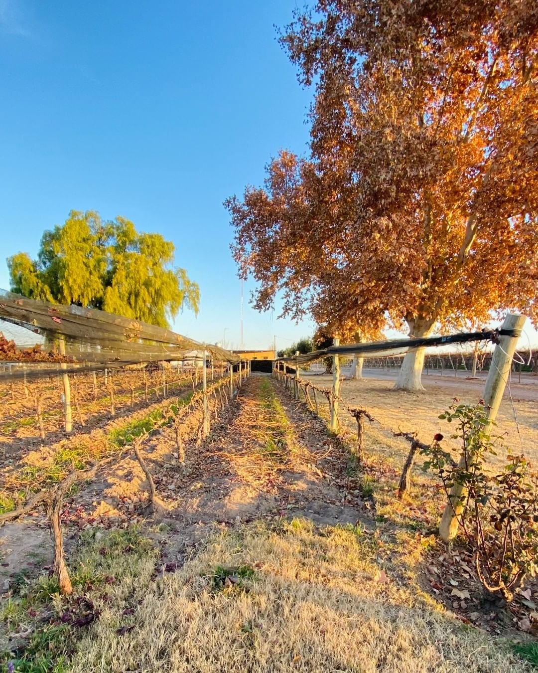 Bodega Eugenio Ferreyra