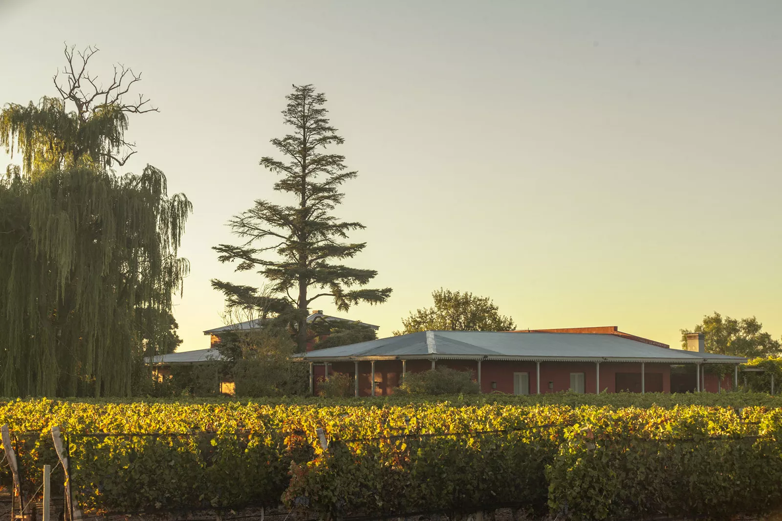 Bodega Montequieto