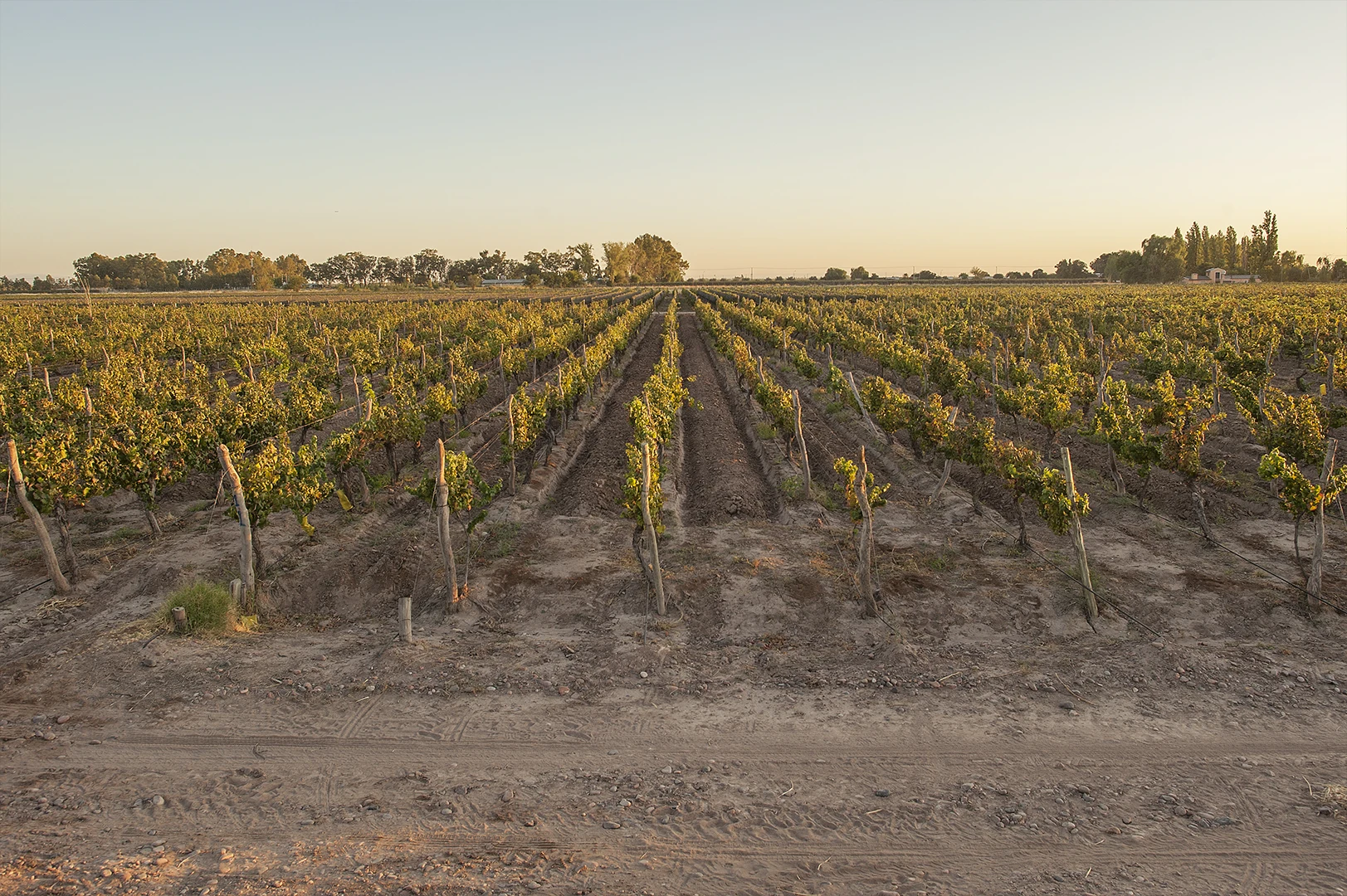 Martino Wines